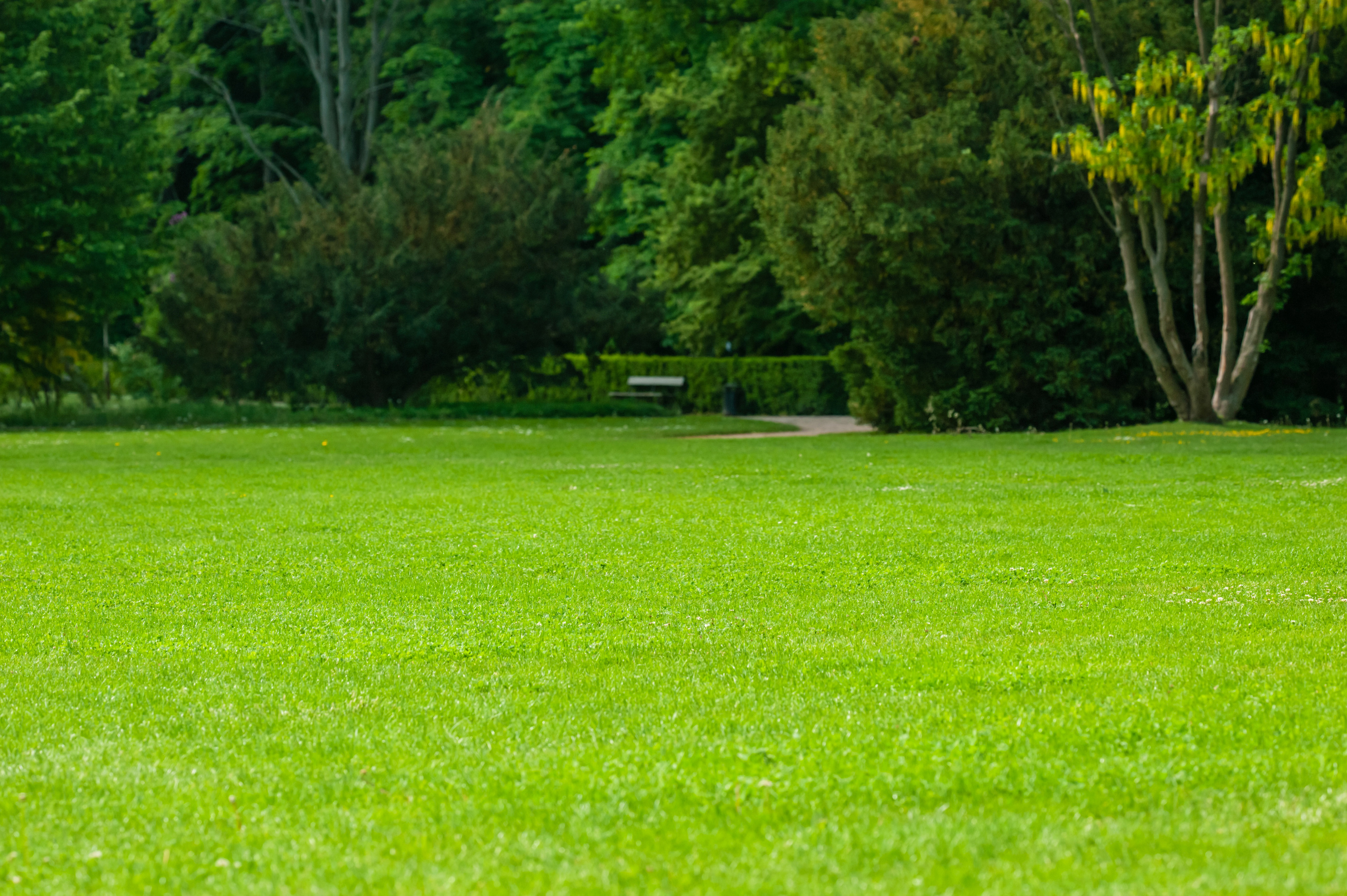 Beautiful View of Green Lawn with Freshly Mown Grass and Trees in Park